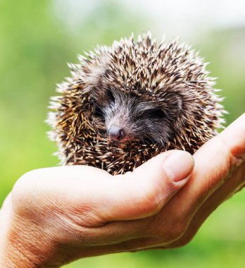 küçük sevimli kirpi closeup görünümünü el üzerinde