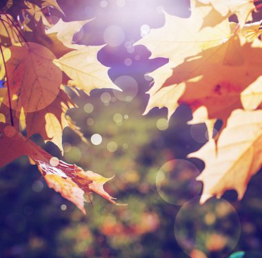 Sonbahar parkında renkli yapraklar