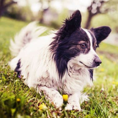 portre sevimli kenar kömür ocağı rahatlatıcı köpek park görünümünü