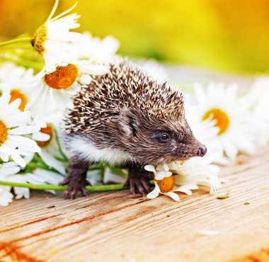 sevimli küçük kirpi ve chamomiles ahşap tablo