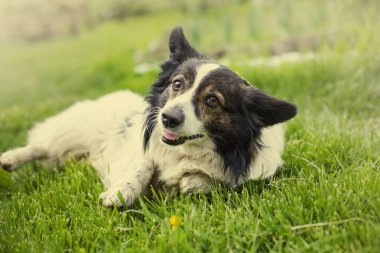 portre sevimli kenar kömür ocağı rahatlatıcı köpek park görünümünü
