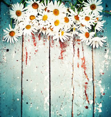 eski püskü ahşap yüzey üzerinde taze papatya