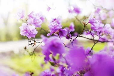 portre görünümünde çiçek çiçek açan ağaç arka plan bulanık karşı