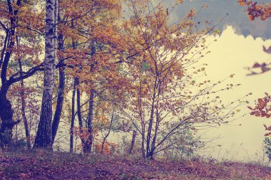 güzel sonbahar altın orman manzaralı görünüm