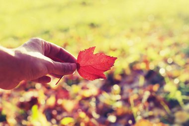 Küçük sonbahar akçaağaç yaprağı açık havada tutan kişi el Close-up