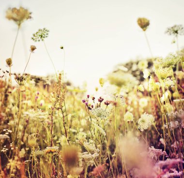 Sevimli küçük çiçekler orman çayır üzerinde