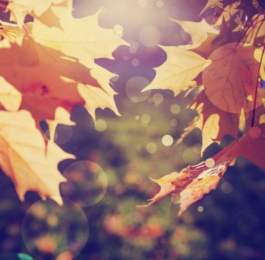 gün ışığında closeup görünümü sonbahar yaprakları