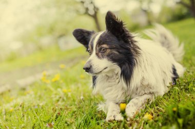 portre sevimli kenar kömür ocağı rahatlatıcı köpek park görünümünü