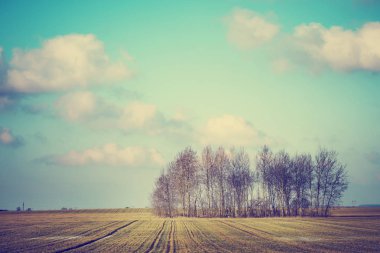 sonbahar soğuk havalarda çıplak ağaçlarının doğal görünümü