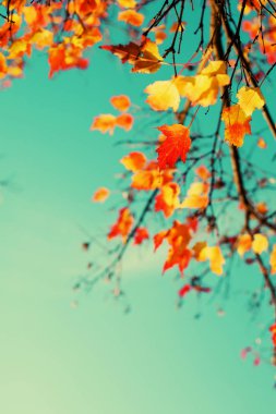 Alt görünümü güzel altın sonbahar ağaç dalları