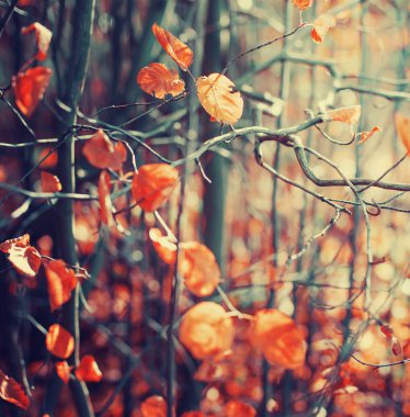 Sonbahar altın orman dallarında closeup görünümü