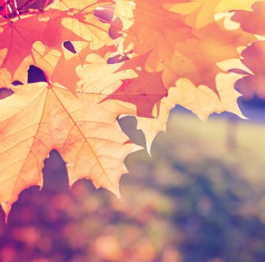 Sonbahar parkında renkli yapraklar