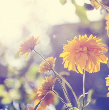 Bahçe çalıların üzerinde büyüyen Sarı Krizantem