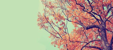 Alt görünümü güzel altın sonbahar ağaç dalları