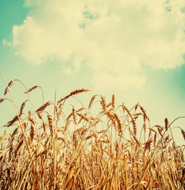 Alan altın hasat buğday kulak 