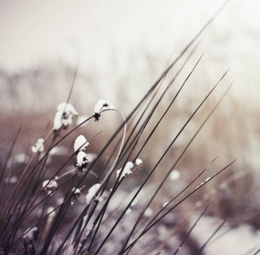donmuş dalları ile kar closeup görünümü
