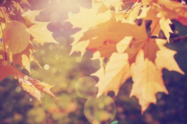 gün ışığında closeup görünümü sonbahar yaprakları