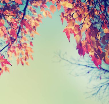 Alt görünümü güzel altın sonbahar ağaç dalları