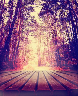 güzel sonbahar altın orman manzaralı görünüm