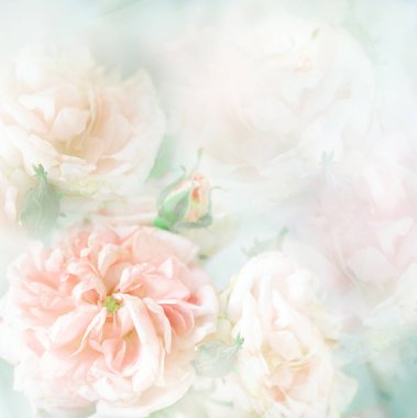 yakın çekim şakayık zarif pembe gül