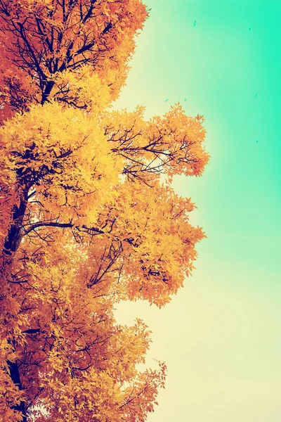 Vista Inferiore Bellissimi Rami Albero Autunno Dorati — Foto Stock