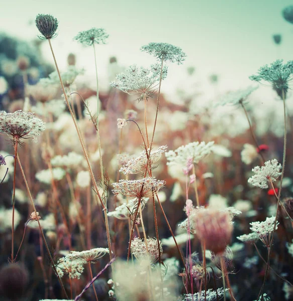 Roztomilá Malá Květiny Rozostřeného Pozadí — Stock fotografie