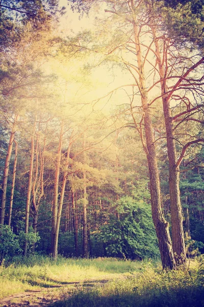 Şaşırtıcı Uzun Sonbahar Ağaçlar Orman Çayırda — Stok fotoğraf