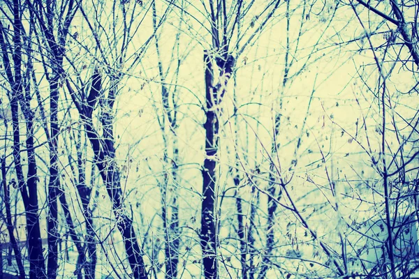 Vista Panorâmica Árvores Nuas Floresta Inverno — Fotografia de Stock