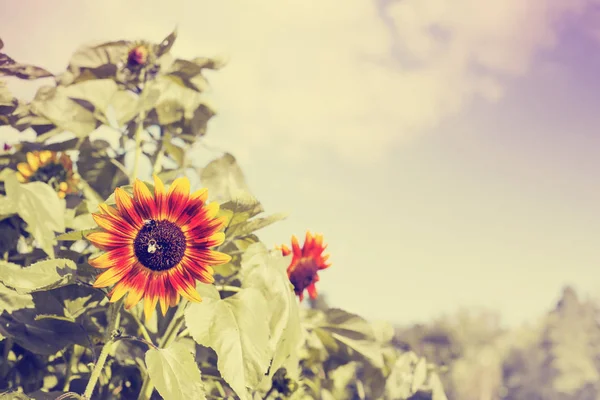 Fiori Fioriti Incredibili Con Fogliame Erbe — Foto Stock