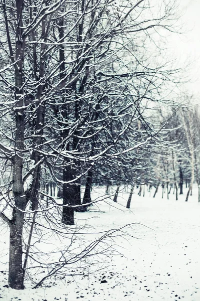 Forêt Blanche Aux Arbres Audacieux Recouverts Neige Hiver — Photo