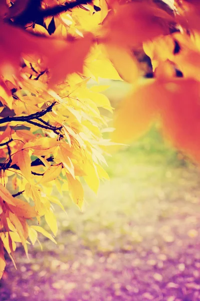 Kleurrijke Herfstbladeren Wazige Achtergrond — Stockfoto