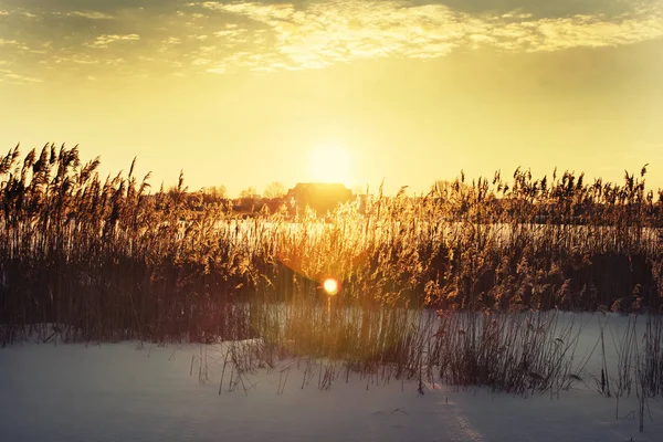 Мальовничий Вид Довгу Траву Полі Під Снігом Заході Сонця — стокове фото