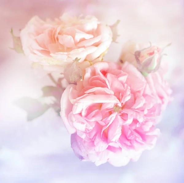 Γκρο Πλαν Κομψό Παιωνία Ροζ Τριαντάφυλλα — Φωτογραφία Αρχείου