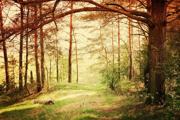 Hermoso Paisaje Con Prado Bosque — Foto de Stock