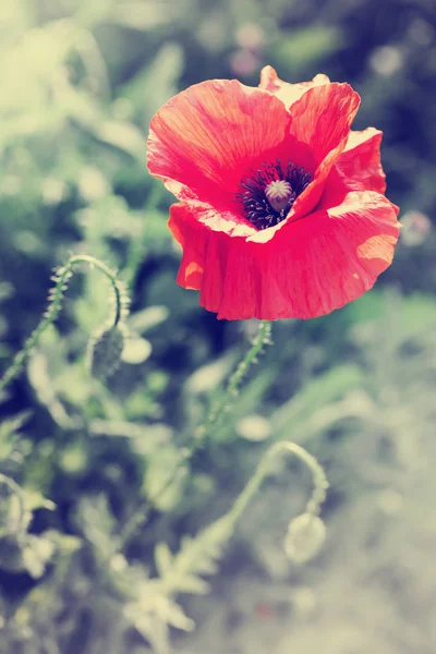 野生のケシの花 — ストック写真