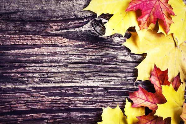 秋の葉ヒープ上に配置 — ストック写真