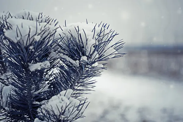 冰冻树枝雪特写镜头视图 — 图库照片