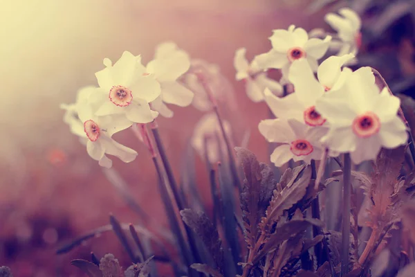 Цветущие Нарциссы Фоне Луга — стоковое фото