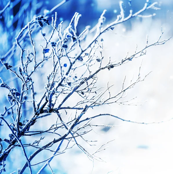 Lähikuva Jäätyneistä Oksista Lumella — kuvapankkivalokuva