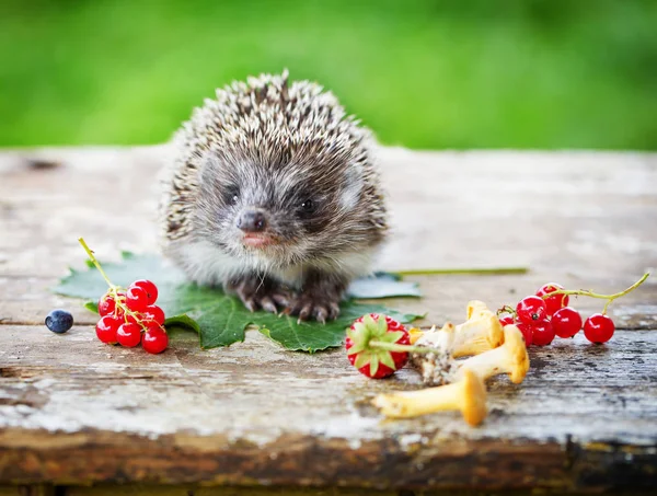 Cute Small Hedgehog Nature Background — Stock Photo, Image