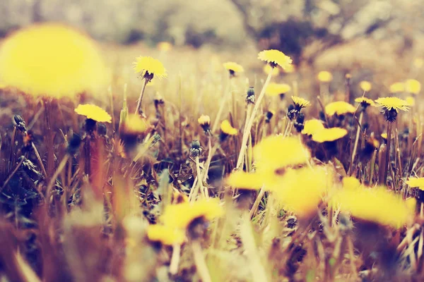 Pissenlits Jaunes Dans Herbe Dans Champ Dans Des Couleurs Vintage — Photo