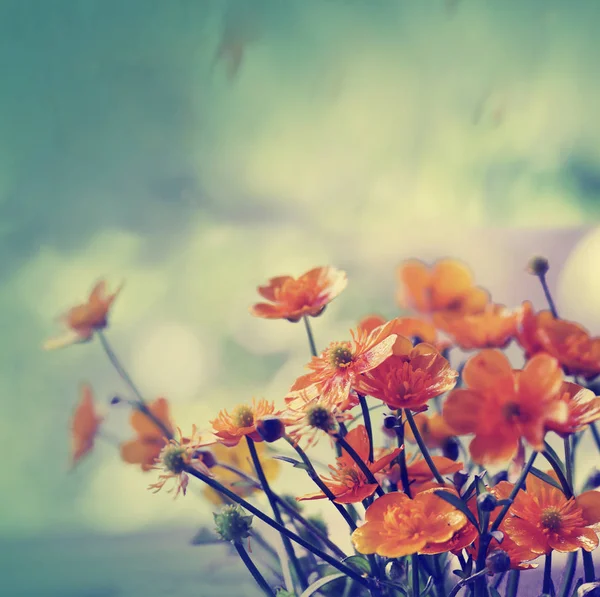 Beautiful Blooming Flowers Blurred Background — Stock Photo, Image