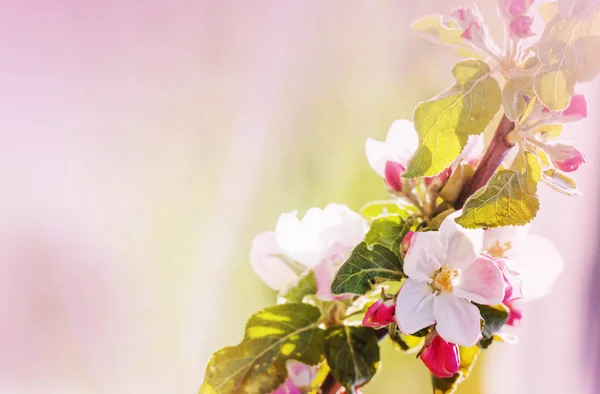 Hermosas Flores Flor Sobre Fondo Borroso — Foto de Stock