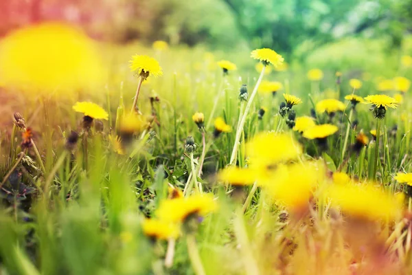 Желтые Одуванчики Траве Поле Винтажных Цветах — стоковое фото
