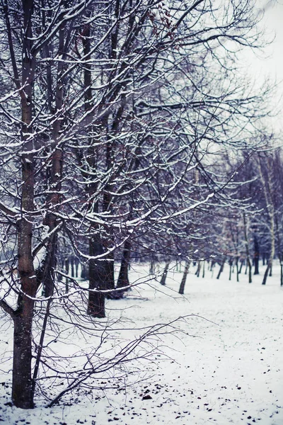 Malerischer Blick Auf Kahle Bäume Winterwald — Stockfoto