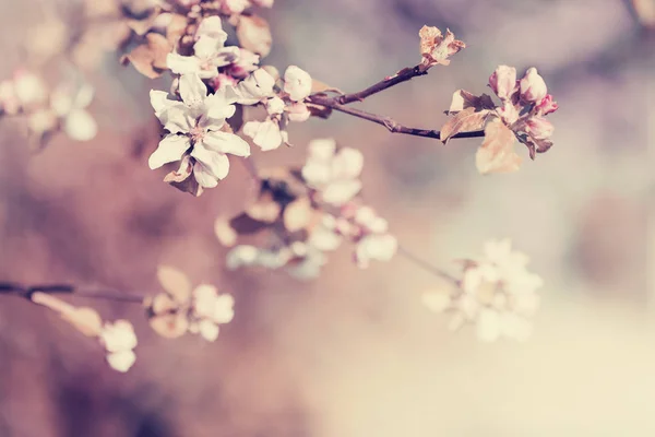 Cute Little Flowers Blurred Background — Stock Photo, Image