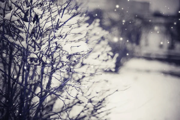 Detailní Pohled Zmrzlé Větve Sněhem — Stock fotografie
