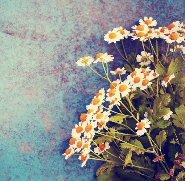 Colorful and soft daisy flowers on blue painted background