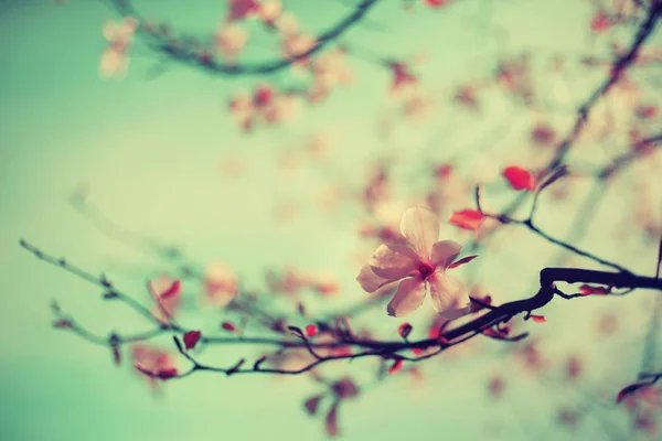 closeup view of flowers on blooming tree against blurred background