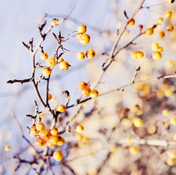Closeup View Fresh Tree Branches Berries Blurred Background — Stock Photo, Image